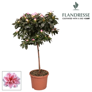 Azalea Flandresse® stam 'bont' 30 cm