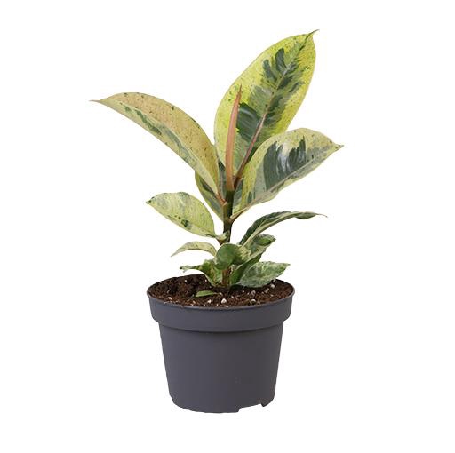 FICUS ELASTICA P12 SCHRIJVERIANA
