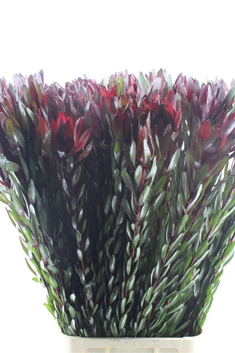 <h4>Leucad Saf Sunset</h4>