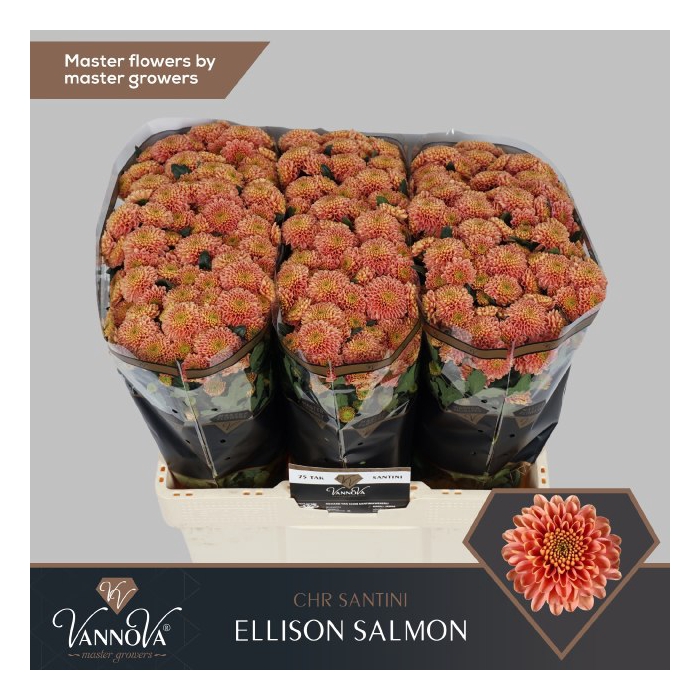 <h4>Chr S Ellison Salmon</h4>