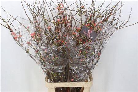 <h4>Chaenomeles X Superba</h4>