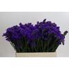 Limonium Navy Sun Birds