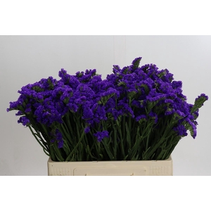 Limonium sinuatum Navy Sun Birds