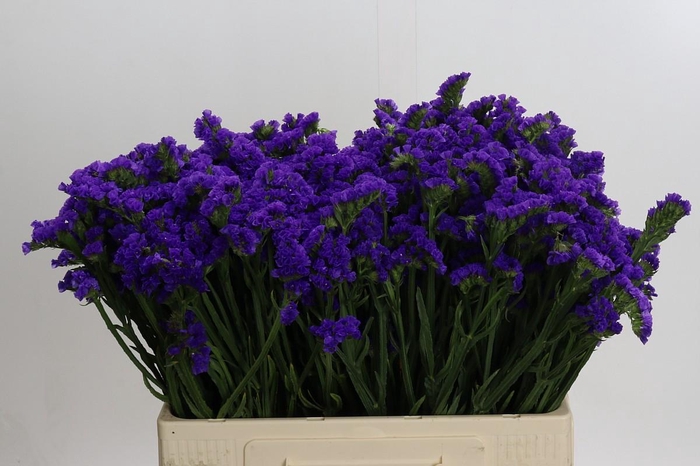 Limonium sinuatum Navy Sun Birds