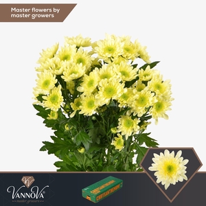 CHRYSANTHEMUM TR 'RADOST CREAM'
