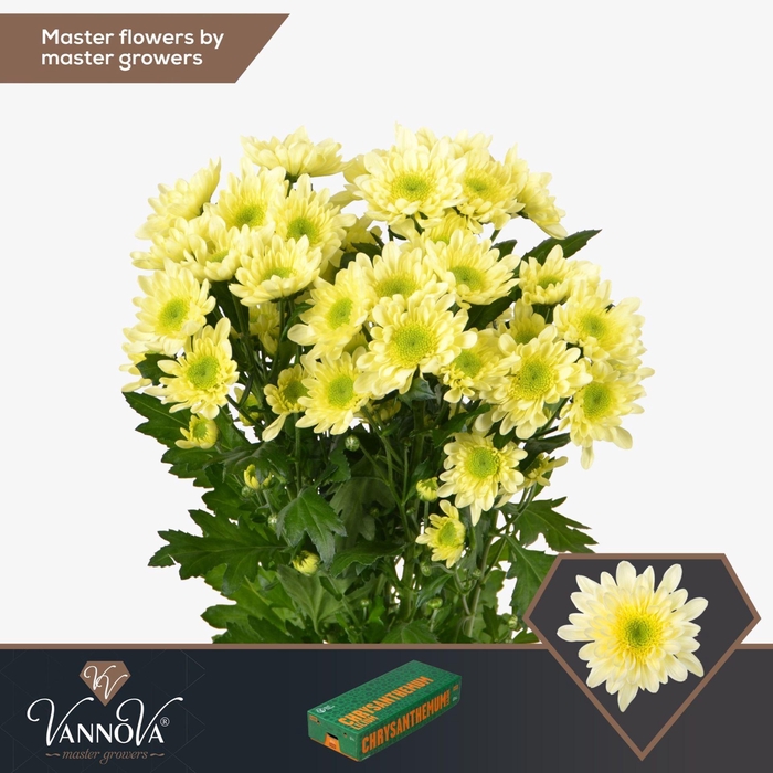<h4>CHRYSANTHEMUM TR 'RADOST CREAM'</h4>