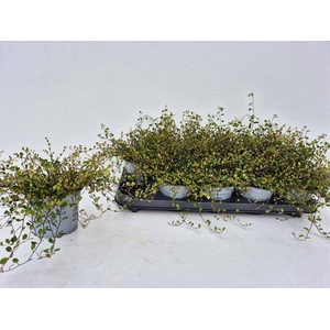 MUEHLENBECKIA GOLDEN GIRL P12