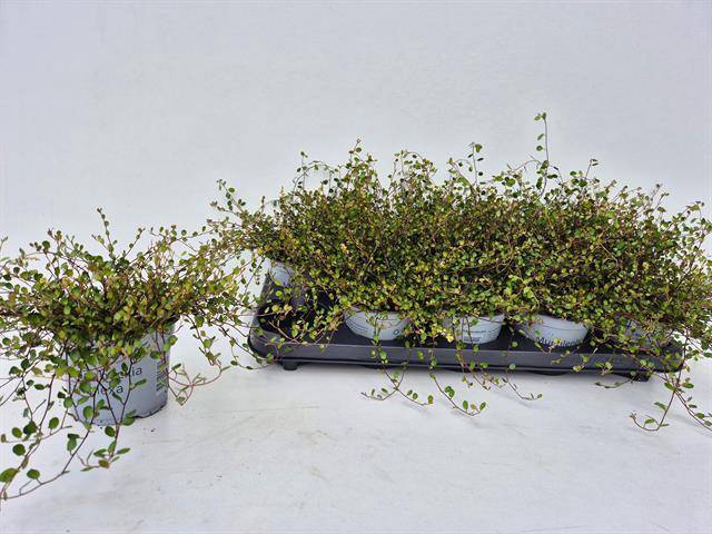 <h4>MUEHLENBECKIA GOLDEN GIRL P12</h4>
