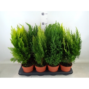 Conifers   ...mix
