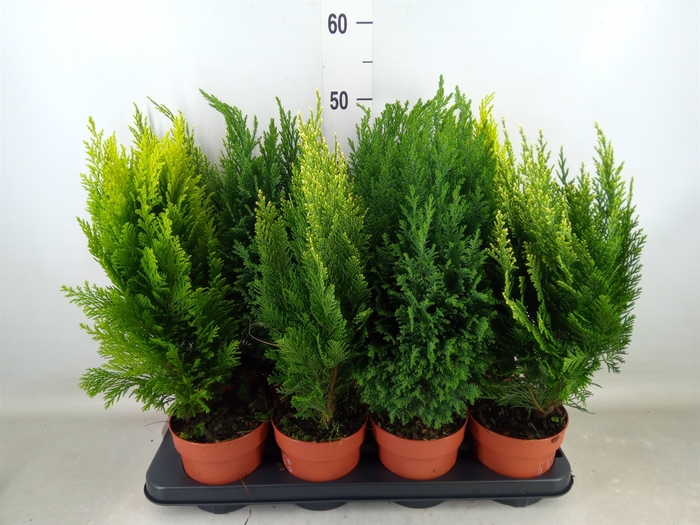 <h4>Conifers   ...mix</h4>