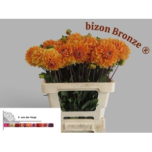 Dahl Bizon Brons