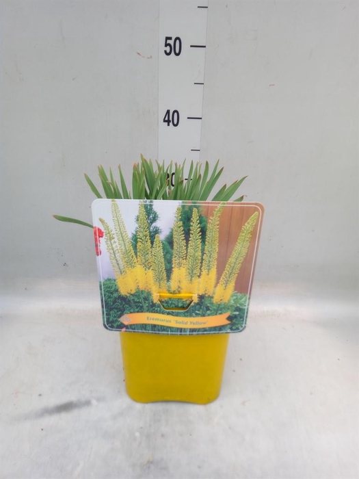 <h4>Eremurus   ...</h4>