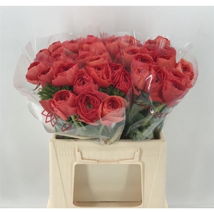 RAN SUC 1ST FRAGOLINO