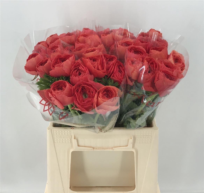 <h4>RAN SUC 1ST FRAGOLINO</h4>