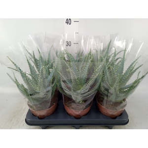 Aloe arborescens