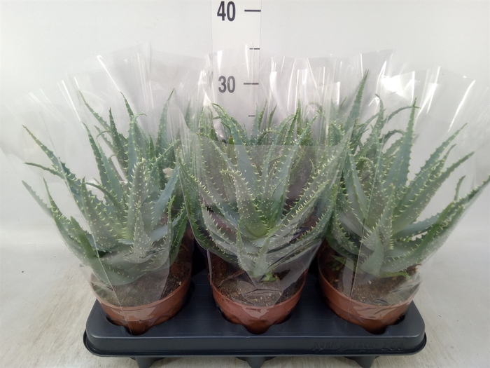 <h4>Aloe arborescens</h4>