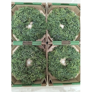 SIERFRUIT KRANS H%