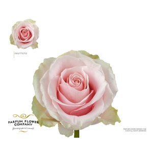 Rosa Premium Frutteto
