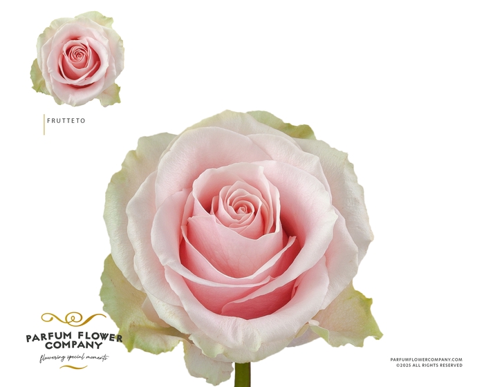 <h4>Rosa Premium Frutteto</h4>
