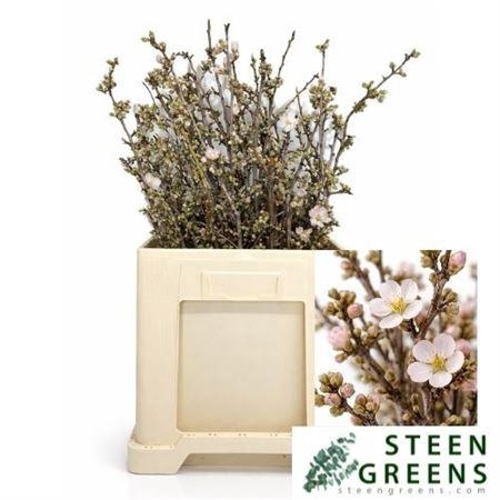 <h4>Prunus Light Pink</h4>