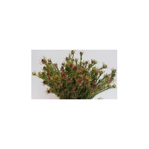 Leucadendron Jubilee Crown Spray