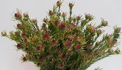 Leucadendron Jubilee Crown Spray