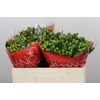 Hypericum Lucky Romance