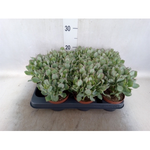 Crassula arborescens subsp. undilat