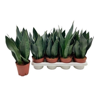 SANSEV TRIFASCIA  OV