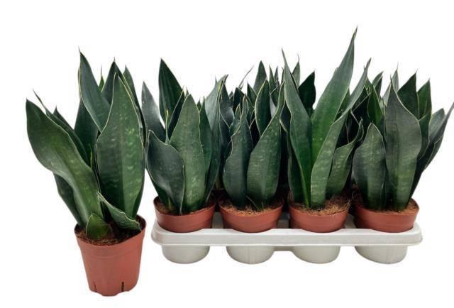 <h4>SANSEV TRIFASCIA  OV</h4>