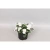 Viola cornuta F1 White