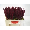 Amaranthus Overig