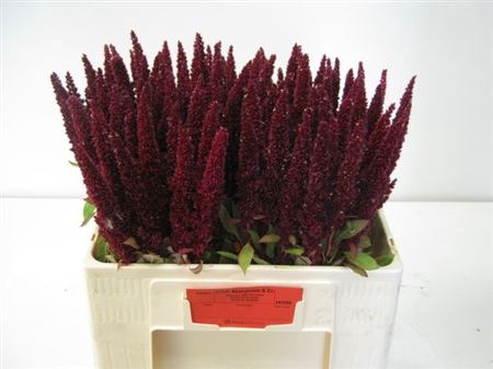 Amaranthus Overig