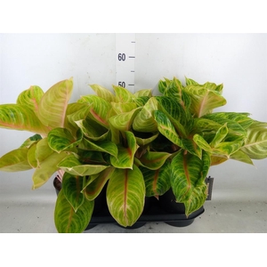 Aglaonema   ...