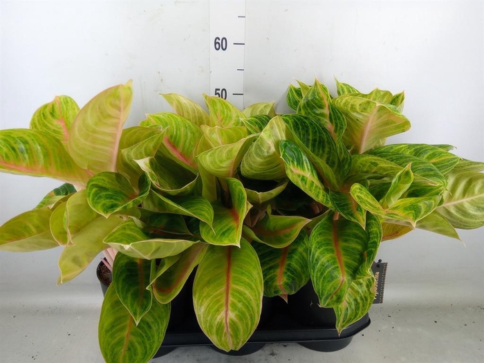 <h4>Aglaonema   ...</h4>
