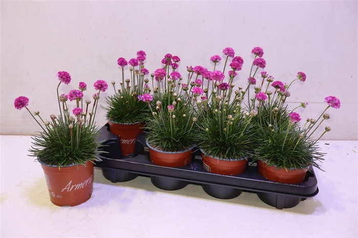 <h4>Arme Mar Rosea</h4>