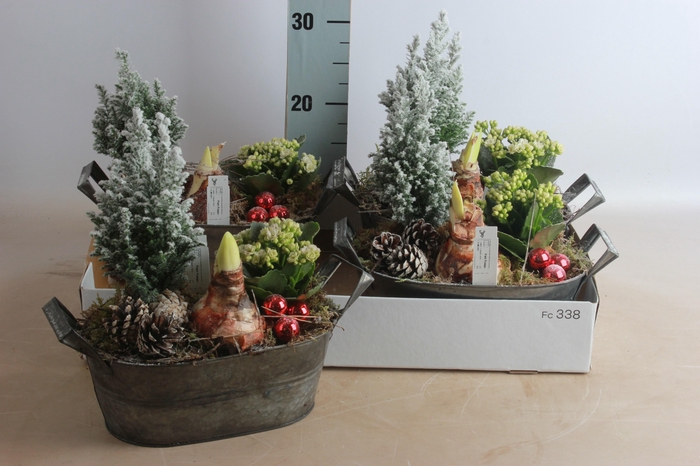 <h4>ARR HIPPEASTRUM</h4>