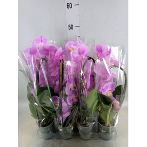 Phalaenopsis  'Elegant Cascade'