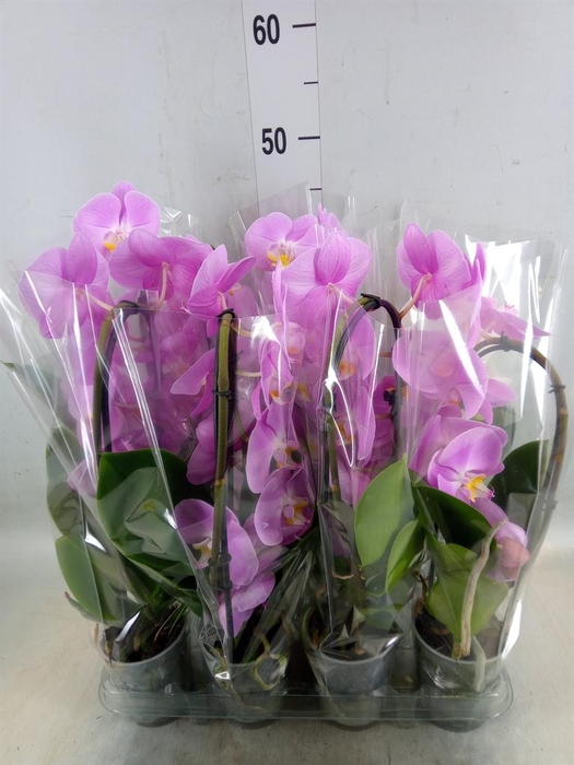 <h4>Phalaenopsis  'Elegant Cascade'</h4>