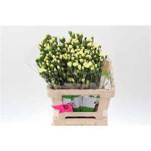 Di Solandis Blondfly X20