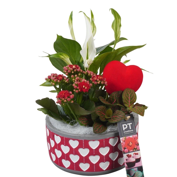 <h4>Arr.    Planten  L%</h4>