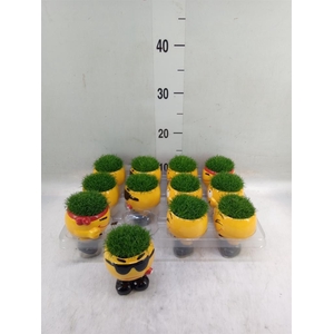 Arr.   Kamerplant Groen L%