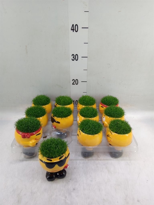 <h4>Arr. Kamerplant Groen L%</h4>