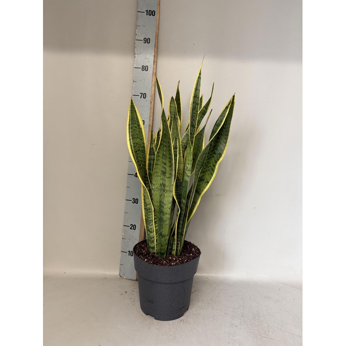 <h4>SANSEV LAURENTII</h4>