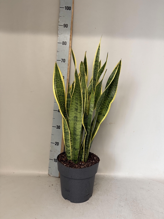 <h4>SANSEV LAURENTII</h4>