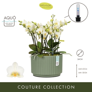 Arran. Boquetto Beauty Molise Green Aquo