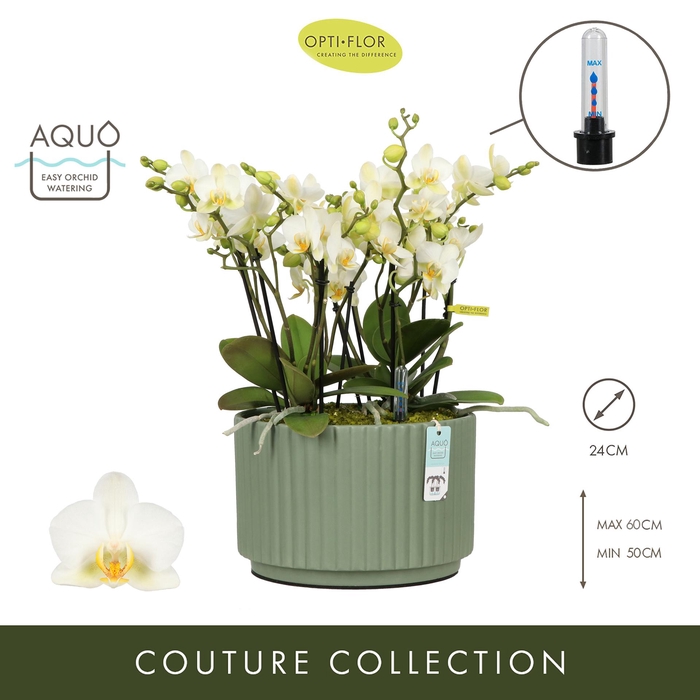 <h4>Arran. Boquetto Beauty Molise Green Aquo</h4>