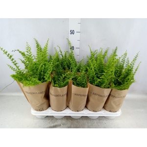 Nephrolepis exal. 'Green Fantasy'