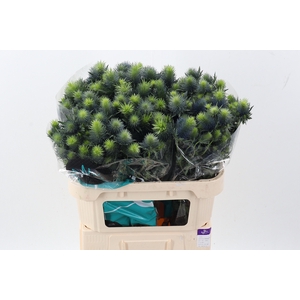 Eryn Supernova Qstar X30