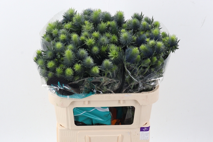 <h4>Eryn Supernova Qstar X30</h4>